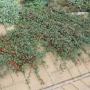 Bodendecker - Kriechmispel - Teppichmispel - Cotoneaster dammeri Major - 9cm Topf - Set mit 12 Pflanzen