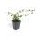 Bodendecker - Kriechmispel - Teppichmispel - Cotoneaster dammeri Major - 9cm Topf - Set mit 12 Pflanzen