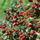 Bodendecker - Kriechmispel - Teppichmispel - Cotoneaster dammeri Major - 9cm Topf - Set mit 20 Pflanzen