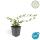 Bodendecker - Kriechmispel - Teppichmispel - Cotoneaster dammeri Major - 9cm Topf - Set mit 20 Pflanzen