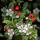 Bodendecker - Kriechmispel - Teppichmispel - Cotoneaster dammeri Major - 9cm Topf - Set mit 20 Pflanzen