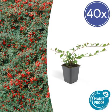 Ground cover - Creeping loquat - Cotoneaster dammeri Major - 9cm pot - Set of 40 plants