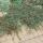 Ground cover - Creeping loquat - Cotoneaster dammeri Major - 9cm pot - Set of 40 plants