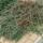 Ground cover - Creeping loquat - Cotoneaster dammeri Major - 9cm pot - Set of 40 plants