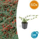 Bodendecker - Kriechmispel - Teppichmispel - Cotoneaster dammeri Major - 9cm Topf - Set mit 60 Pflanzen