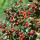 Bodendecker - Cotoneaster dammeri - Teppich-Zwergmispel - 9cm Topf - Set mit 60 Pflanzen