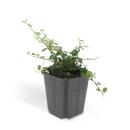Ground cover - Creeping loquat - Cotoneaster prostratus Queen of Carpets - 9cm - Set of 40 plants