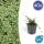 Ground cover - Creeping loquat - Cotoneaster prostratus Queen of Carpets - 9cm - Set of 40 plants