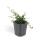 Ground cover - Creeping loquat - Cotoneaster prostratus Queen of Carpets - 9cm - Set of 40 plants