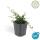 Bodendecker - Zwergmispel - Kriechmispel - Cotoneaster Streibs Findling - 9cm Topf - Set mit 12 Pflanzen