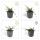 Bodendecker - Zwergmispel - Kriechmispel - Cotoneaster Streibs Findling - 9cm Topf - Set mit 12 Pflanzen