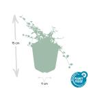 Bodendecker - Zwergmispel - Kriechmispel - Cotoneaster Streibs Findling - 9cm Topf - Set mit 20 Pflanzen