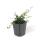 Bodendecker - Zwergmispel - Kriechmispel - Cotoneaster Streibs Findling - 9cm Topf - Set mit 20 Pflanzen