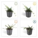 Bodendecker - Zwergmispel - Kriechmispel - Cotoneaster Streibs Findling - 9cm Topf - Set mit 40 Pflanzen