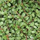 Bodendecker - Zwergmispel - Kriechmispel - Cotoneaster Streibs Findling - 9cm Topf - Set mit 40 Pflanzen
