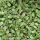 Bodendecker - Zwergmispel - Kriechmispel - Cotoneaster Streibs Findling - 9cm Topf - Set mit 40 Pflanzen