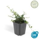 Bodendecker - Zwergmispel - Kriechmispel - Cotoneaster Streibs Findling - 9cm Topf - Set mit 60 Pflanzen