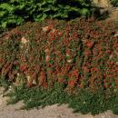 Bodendecker - Zwergmispel - Kriechmispel - Cotoneaster Streibs Findling - 9cm Topf - Set mit 60 Pflanzen