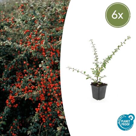 Bodendecker - Teppich-Zwergmispel - Cotoneaster Coral Beauty - 9cm Topf - Set mit 6 Pflanzen