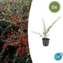 Bodendecker - Teppich-Zwergmispel - Cotoneaster Coral Beauty - 9cm Topf - Set mit 6 Pflanzen