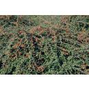 Bodendecker - Teppich-Zwergmispel - Cotoneaster Coral Beauty - 9cm Topf - Set mit 6 Pflanzen