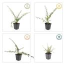Bodendecker - Teppich-Zwergmispel - Cotoneaster Coral Beauty - 9cm Topf - Set mit 6 Pflanzen
