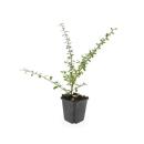 Bodendecker - Teppich-Zwergmispel - Cotoneaster Coral Beauty - 9cm Topf - Set mit 6 Pflanzen