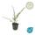 Bodendecker - Teppich-Zwergmispel - Cotoneaster Coral Beauty - 9cm Topf - Set mit 6 Pflanzen
