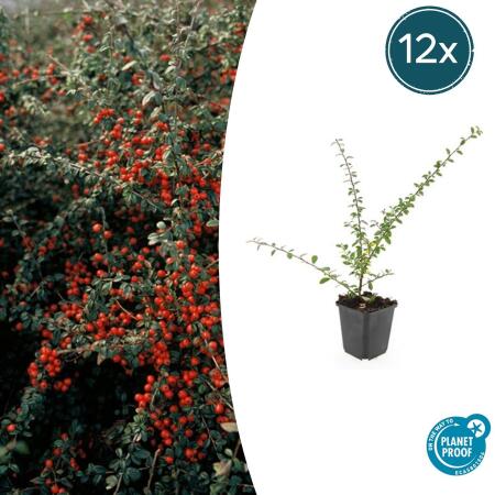 Bodendecker - Teppich-Zwergmispel - Cotoneaster Coral Beauty - 9cm Topf - Set mit 12 Pflanzen