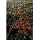 Bodendecker - Teppich-Zwergmispel - Cotoneaster Coral Beauty - 9cm Topf - Set mit 12 Pflanzen
