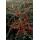 Bodendecker - Teppich-Zwergmispel - Cotoneaster Coral Beauty - 9cm Topf - Set mit 20 Pflanzen