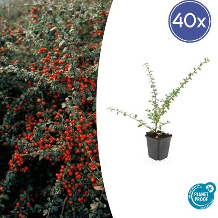 Bodendecker - Teppich-Zwergmispel - Cotoneaster Coral Beauty - 9cm Topf - Set mit 40 Pflanzen