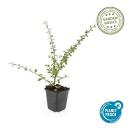 Bodendecker - Teppich-Zwergmispel - Cotoneaster Coral Beauty - 9cm Topf - Set mit 40 Pflanzen