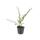 Bodendecker - Teppich-Zwergmispel - Cotoneaster Coral Beauty - 9cm Topf - Set mit 60 Pflanzen