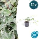 Bodendecker - Efeu - Hedera helix Glacier - 9cm Topf -...