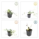 Bodendecker - Efeu - Hedera helix Glacier - 9cm Topf - Set mit 20 Pflanzen