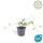 Bodendecker - Efeu - Hedera helix Glacier - 9cm Topf - Set mit 20 Pflanzen