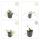 Bodendecker - Efeu - Hedera helix Glacier - 9cm Topf - Set mit 20 Pflanzen