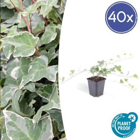 Bodendecker - Efeu - Hedera helix Glacier - 9cm Topf - Set mit 40 Pflanzen