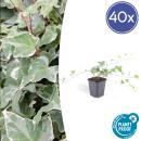 Bodendecker - Efeu - Hedera helix Glacier - 9cm Topf - Set mit 40 Pflanzen
