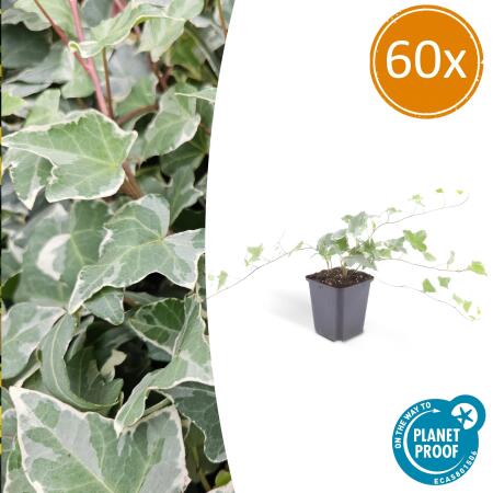 Bodendecker - Efeu - Hedera helix Glacier - 9cm Topf - Set mit 60 Pflanzen