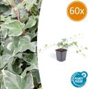 Bodendecker - Efeu - Hedera helix Glacier - 9cm Topf - Set mit 60 Pflanzen