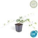 Bodendecker - Efeu - Hedera helix Glacier - 9cm Topf - Set mit 60 Pflanzen