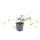 Bodendecker - Efeu - Hedera helix Glacier - 9cm Topf - Set mit 60 Pflanzen