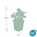 Bodendecker - Purpurglöckchen - Heuchera mic. Palace Purple - 9cm Topf - Set mit 6 Pflanzen