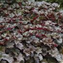 Bodendecker - Purpurglöckchen - Heuchera mic. Palace Purple - 9cm Topf - Set mit 6 Pflanzen