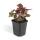 Bodendecker - Purpurglöckchen - Heuchera mic. Palace Purple - 9cm Topf - Set mit 6 Pflanzen