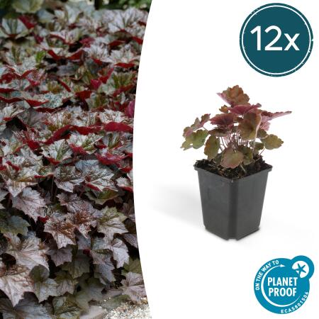Bodendecker - Purpurglöckchen - Heuchera mic. Palace Purple - 9cm Topf - Set mit 12 Pflanzen