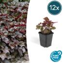 Bodendecker - Purpurglöckchen - Heuchera mic. Palace Purple - 9cm Topf - Set mit 12 Pflanzen