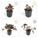 Bodendecker - Purpurglöckchen - Heuchera mic. Palace Purple - 9cm Topf - Set mit 12 Pflanzen